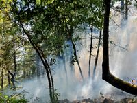 photo of smoke whirling around trees during a prescribed burn