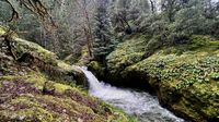 Photo of a waterfall surrounded by large rock formations and lush landscape of mixed woodland trees, ferns, and mosses.
