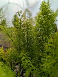 Close-up macro photo of baby fennel and it looks like small trees