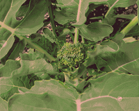Photo of a small broccoli plant with an emerging broccoli head. Photo has been edit to have pink and green colors and dithered.