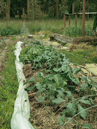 photo of one row of the garden filled with various vegetable plants