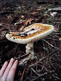 Amanita calyptroderma (coccora) mushroom