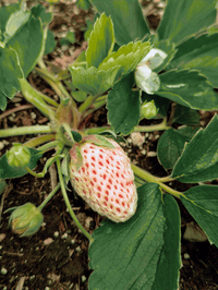 close-up photo of a white-colored strawberry with red seeds and several strawberry buds